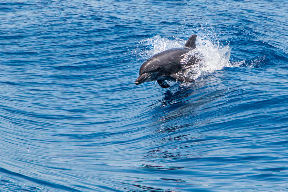 Bottlenose Dolphin