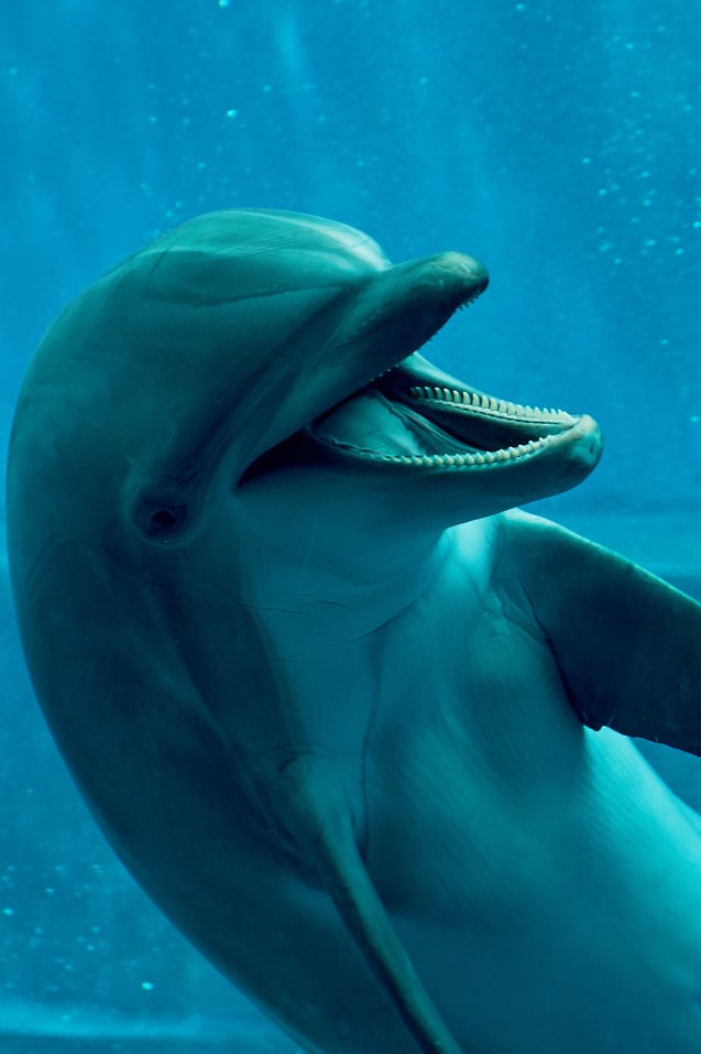 Dolphin