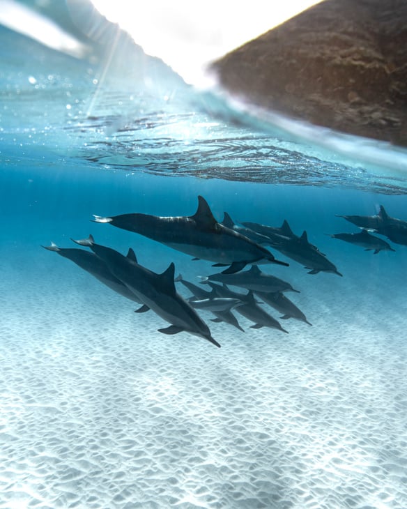 Black Dolphins on Body of Water