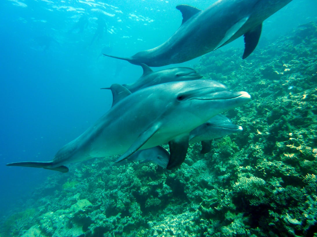 Dolphins in the Water