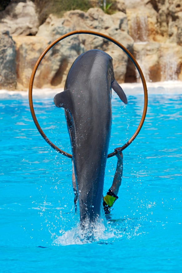 Dolphins Doing Stunnt on Pool