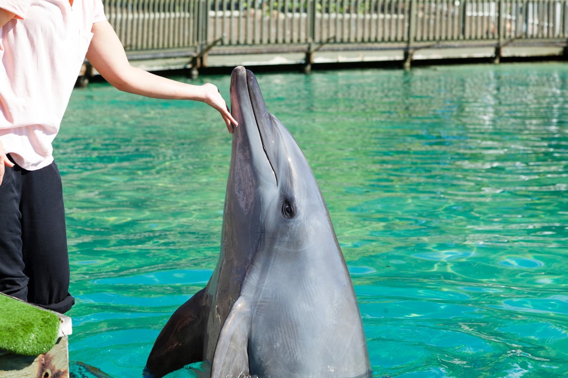 Dolphin in Captivity