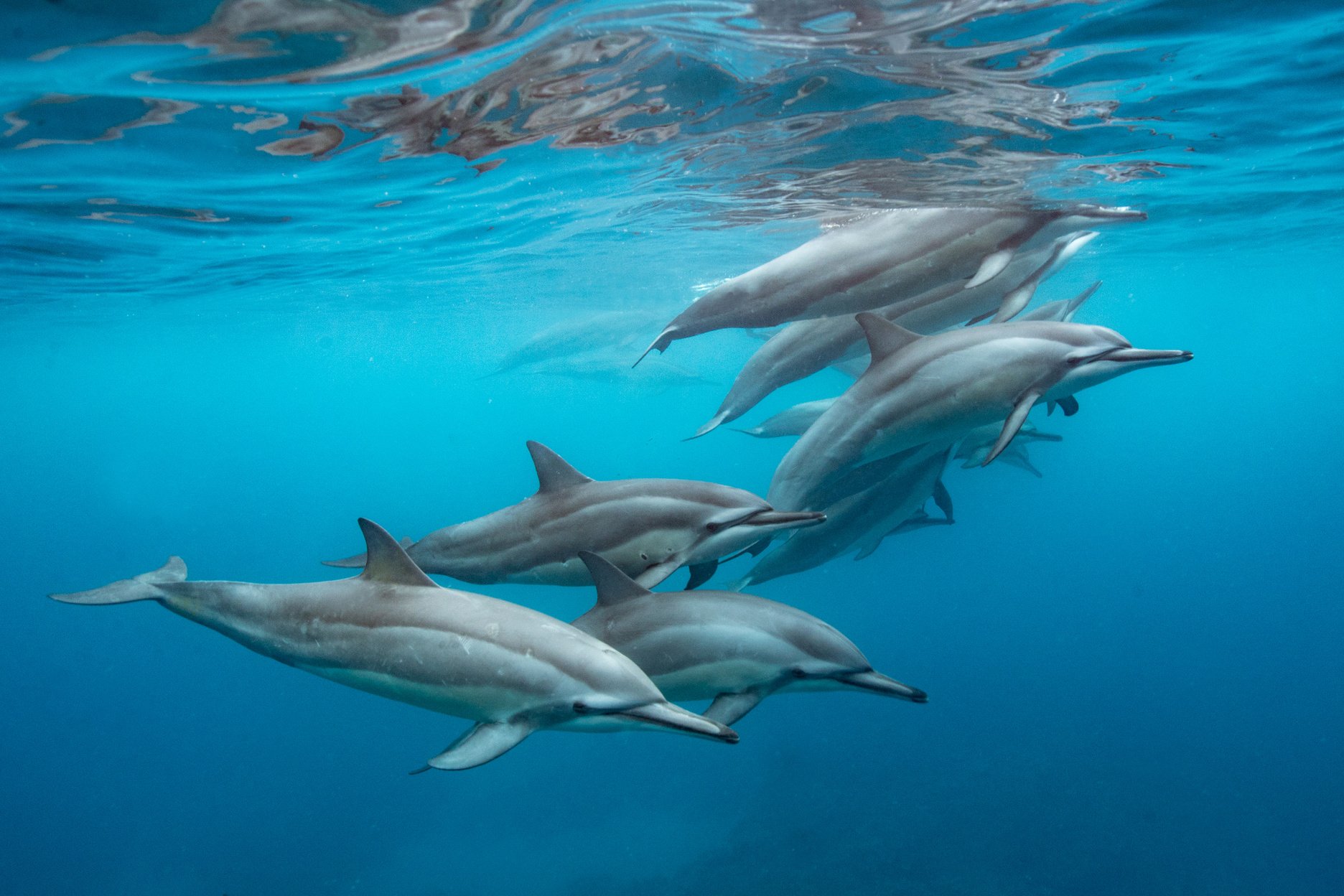 Pod of Dolphins